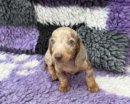 KC Reg Miniature Dachshund Puppies