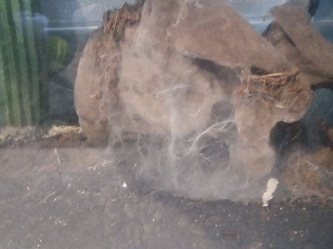 Orange baboon tarantula spider with viv
