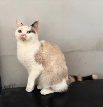 Gorgeous BSH Girl