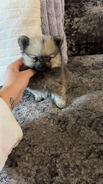 3 beautiful Pomeranian pups