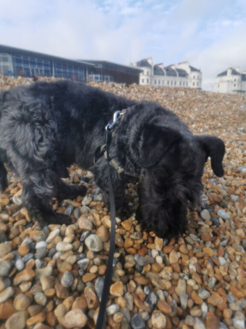 Cesky Terrier