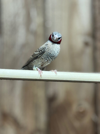 Cut-throat finch