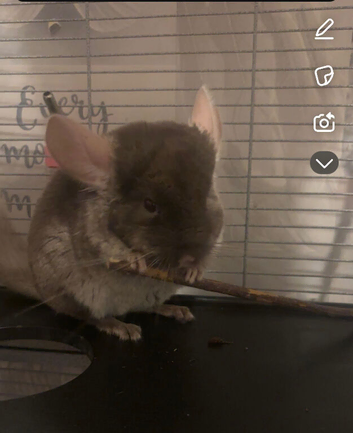 Lovley male chinchilla for sale