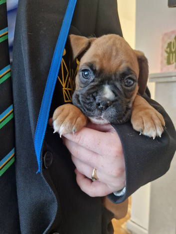*1 GORGEOUS GIRLS LEFT* Beautiful Pedigree KC Boxer Puppies