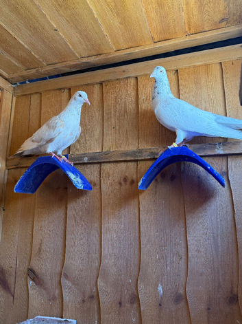 Deep rolling pigeon