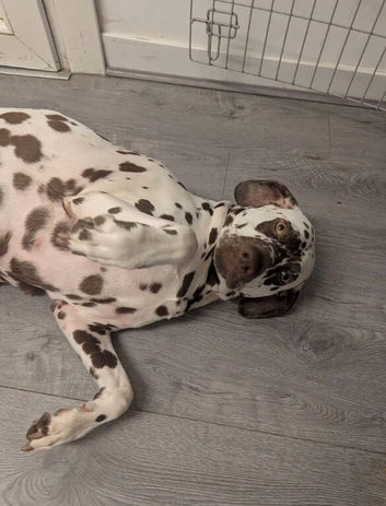 Dalmatian puppy&rsquo;s