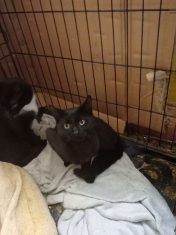 all black young male cat neutered chipped wormed &pound;35