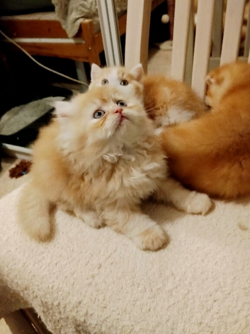 Exotic Persian girl and boy ready for rehoming