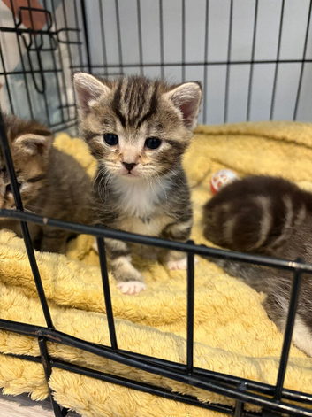 I have 4 gorgeous bengal/tabby kittens for forever home