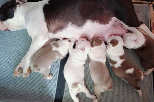 KC Reg Healthy Raised Boston Terrier Puppies