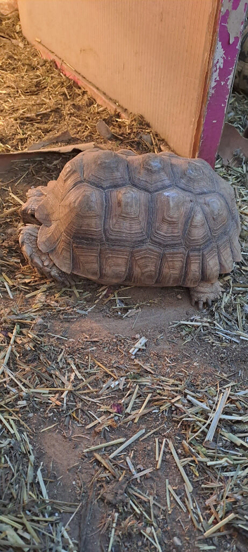 Sulcata tortoise. Age 8yrs