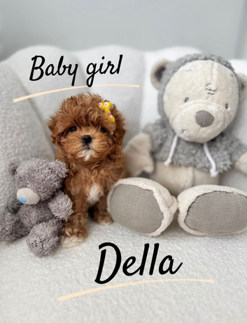 True Teacup Asian Maltipoo Puppies DNA Clear