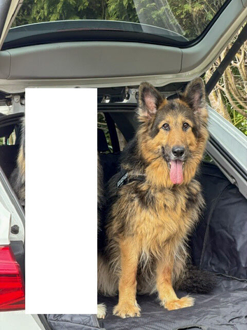 German Sheppard