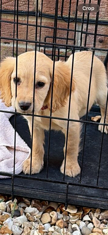 7 beautiful show cocker spaniels