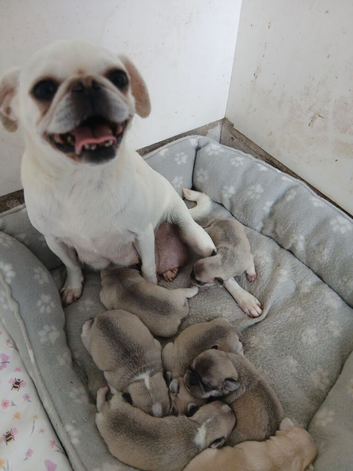 Full pedigree pug pups not kc registered
