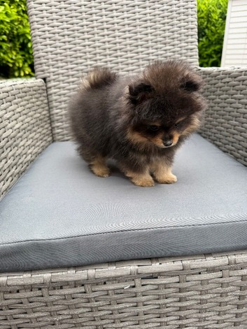 XS Teddy Pomeranian Boy