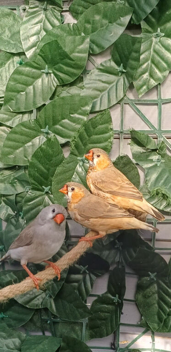 Looking for zebra finch cocks & hens