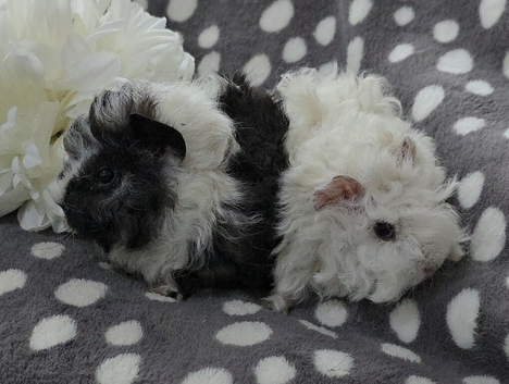 Lunkarya boar pair ready now