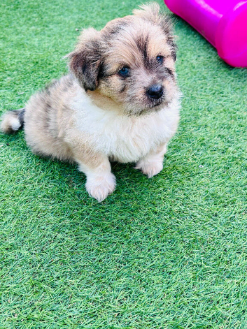 Shetland sheepdog cross Shih Tzu puppies