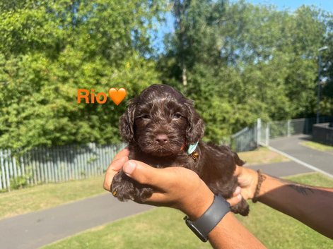 READY TO GO COCKAPOO PUPPIES