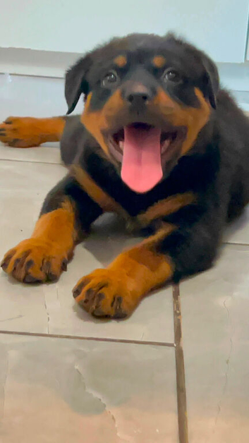 Stunning female pup mollie ready now