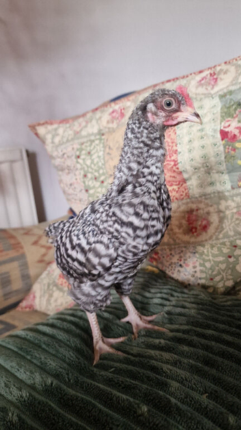 6 week old chick