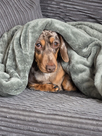 ️ERIC️ ISABELLA/CHOCOLATE DAPPLE