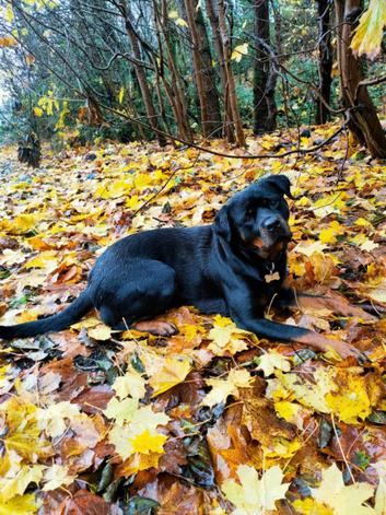 DOG WALKING SERVICES IN AYRSHIRE 24/7 VERY FLEXIBLE