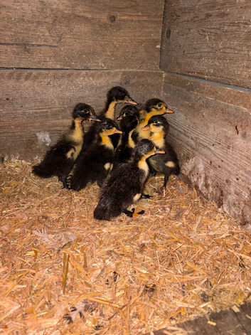 Ducklings