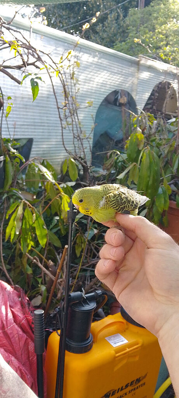 exbcision baby budgie for sale ready to hand tame   father is a show bird very fit bird will grow in to a beautiful bird ️