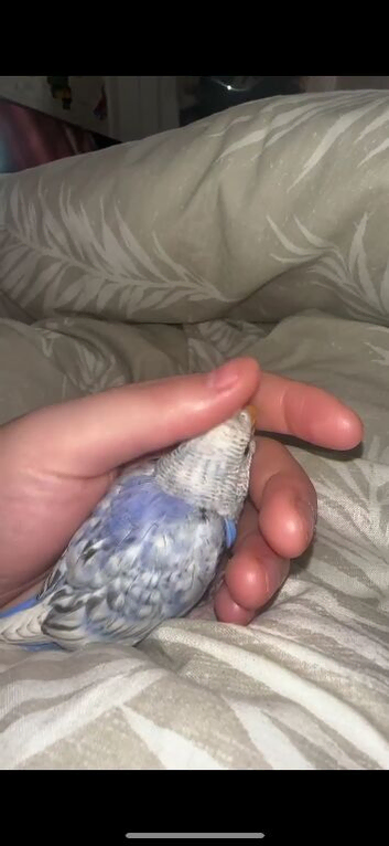 Breeding pair of budgies