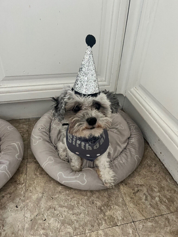 18 month Coton de tulear boy