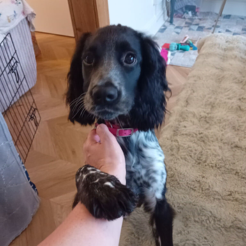 2 year old Cocker spaniel female