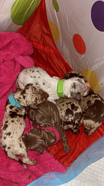 Miniature Dachshund Puppies