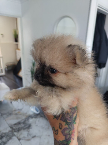 Xxs KC registered teddy pomerainian