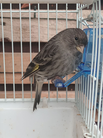 Siskin