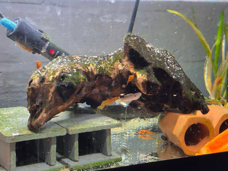 Bristlenose Swap For Cichlids