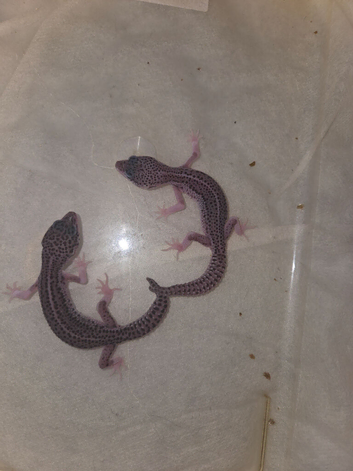 3 leopard gecko babies