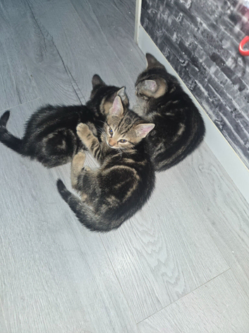 Marble bengal kittens