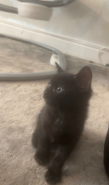 ️two beautiful tuxedo kittens available ️