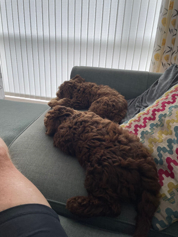 2 cockapoo puppies for rehoming