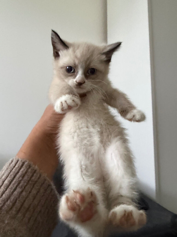 Beautiful Ragdoll &times; Siamese Girl Kitten