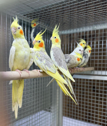 Cockatiel parrot