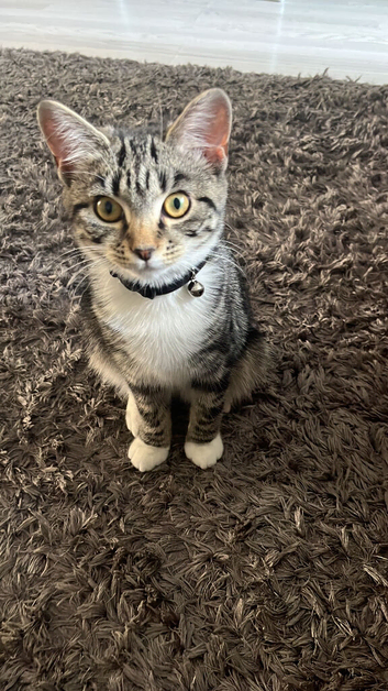 Female tabby 7 month old kitten