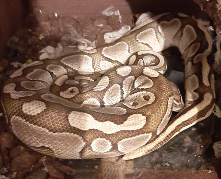 Caramel Ball Python.