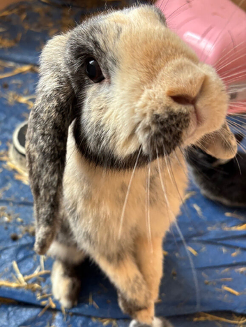 Female English Lop