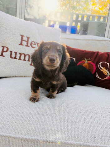 Longhair miniature daschund boy