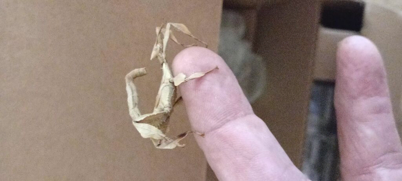 Macleays stick insects