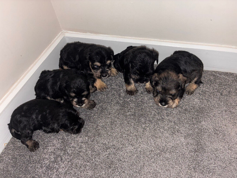 5 puppies looking for there forever home