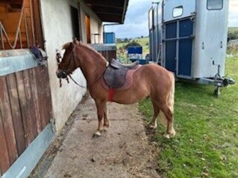 Tony the Pony
